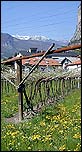 Vigneto localit&agrave; Egheti