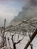 vigneto chardonnay ischia