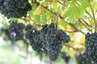Cantina Dorigati - Lavori in Vigna